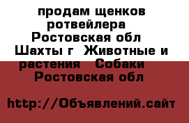 продам щенков ротвейлера - Ростовская обл., Шахты г. Животные и растения » Собаки   . Ростовская обл.